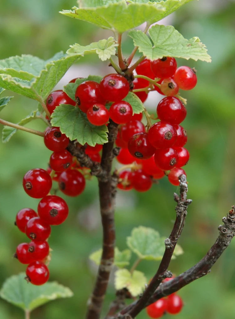 Candy Currant Jelly Korvakorut