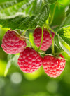Raspberry Jelly Korvakorut