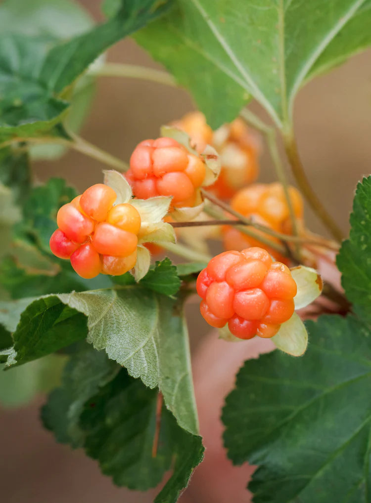 Cloudberry Cute Korvakorut