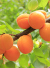 Apricot Jelly Korvakorut