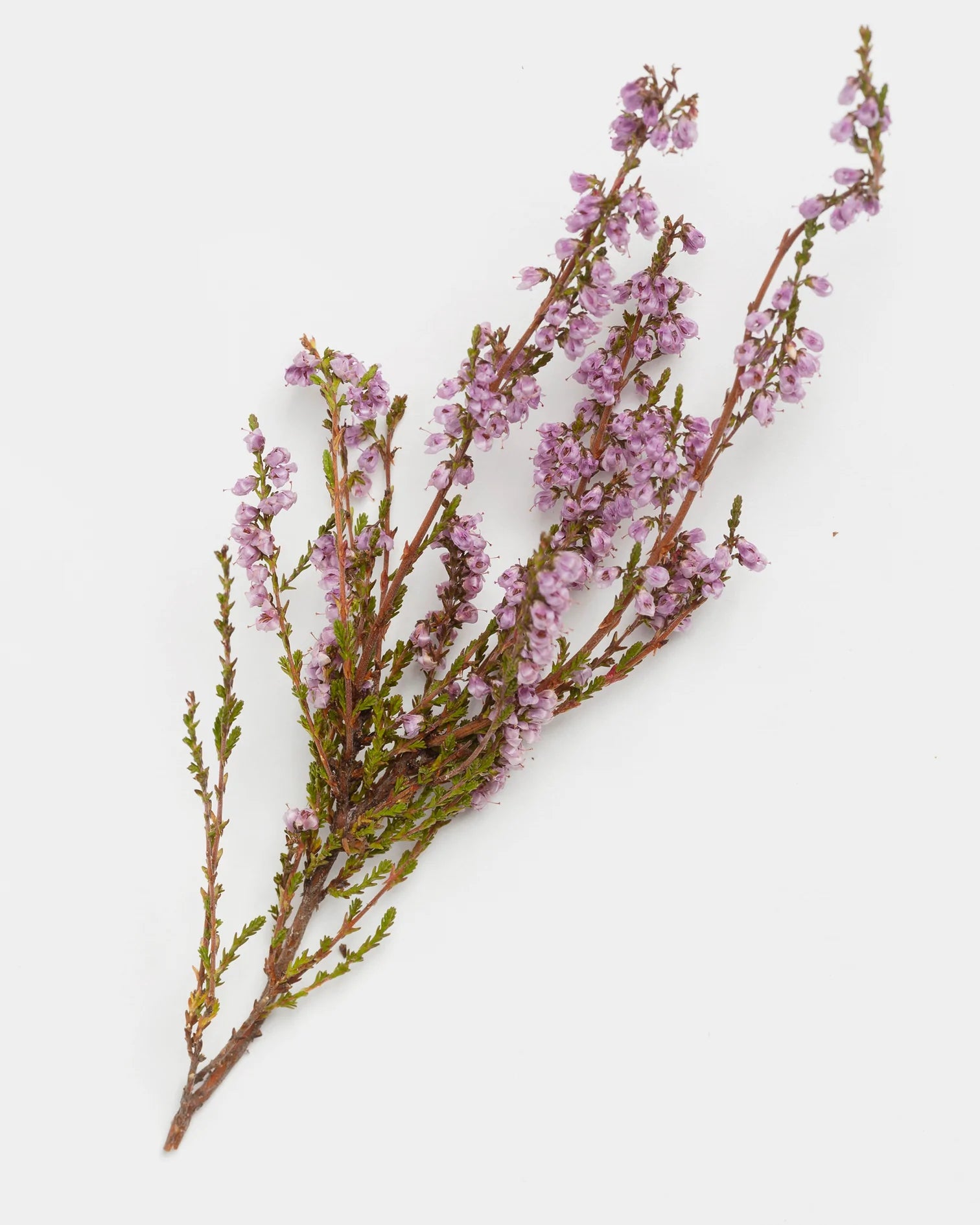 Metsä calluna scrub